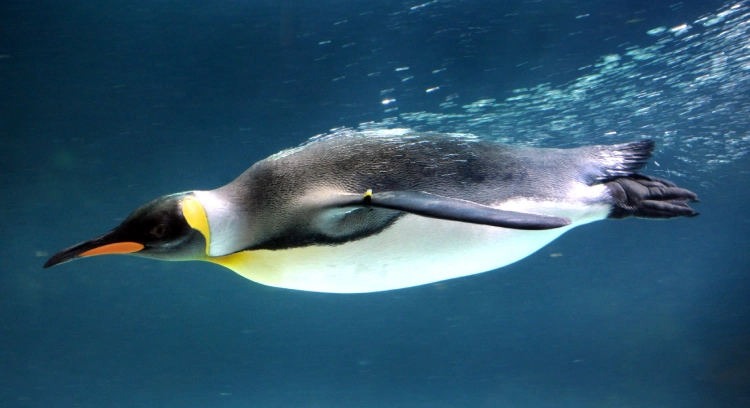 pingvin 3