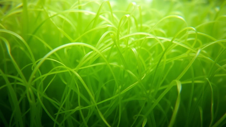 spirulina