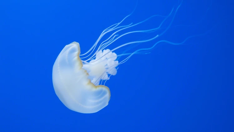 medusa osa