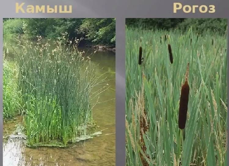 kamish rogoz2