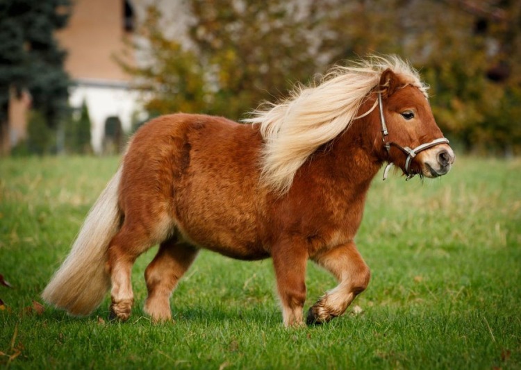 poni 6