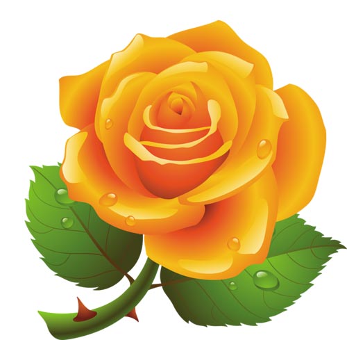 roza
