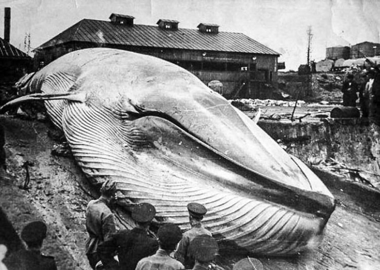 tsunami2