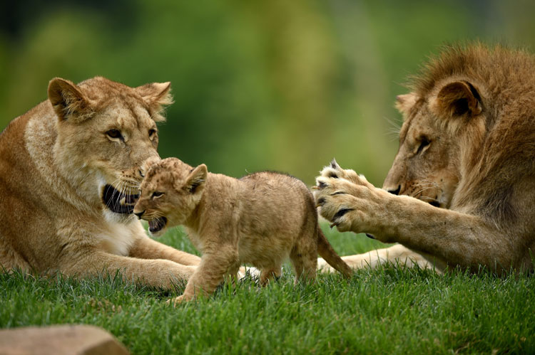 lvenok smeliy