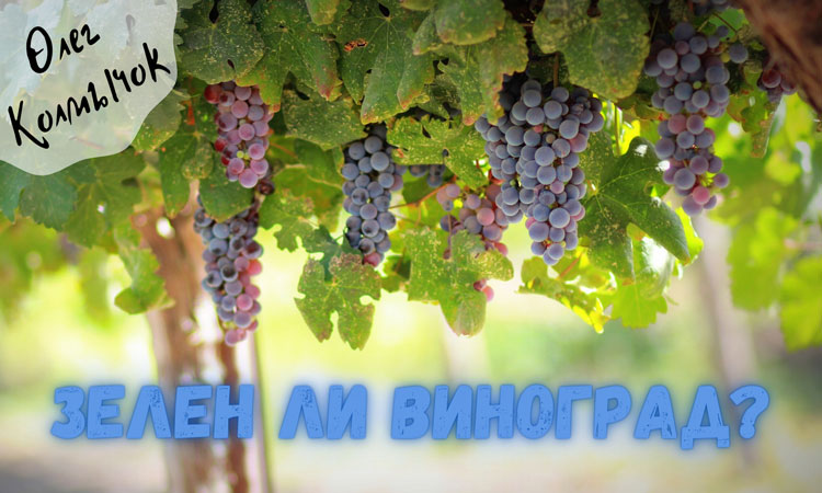 vinograd