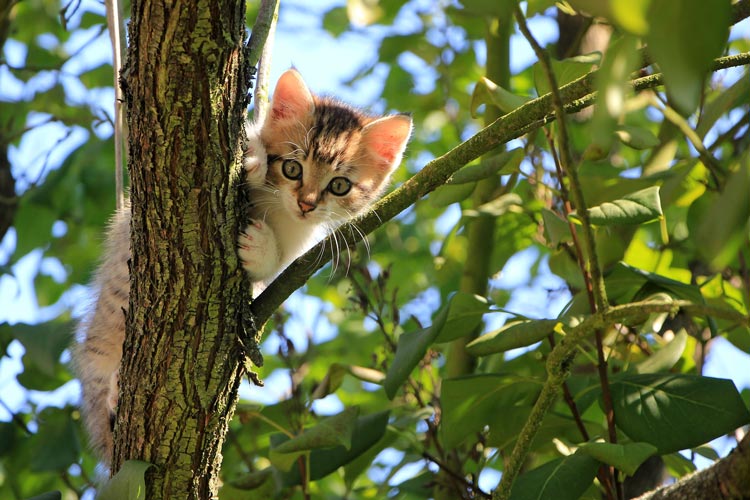 simba