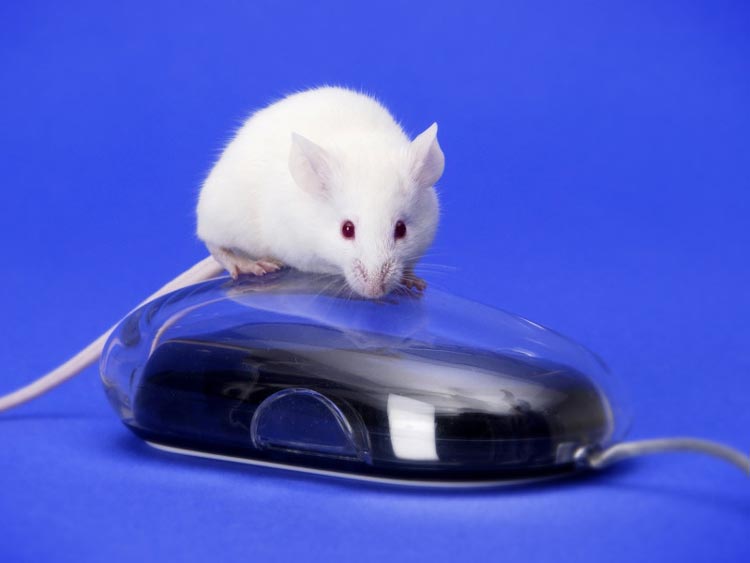 mouse1
