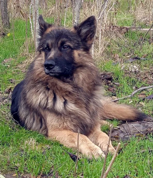 ovcharka