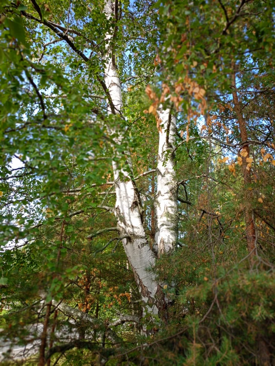 ama001