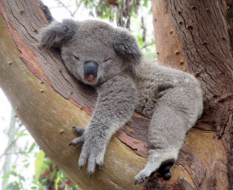 koala 1