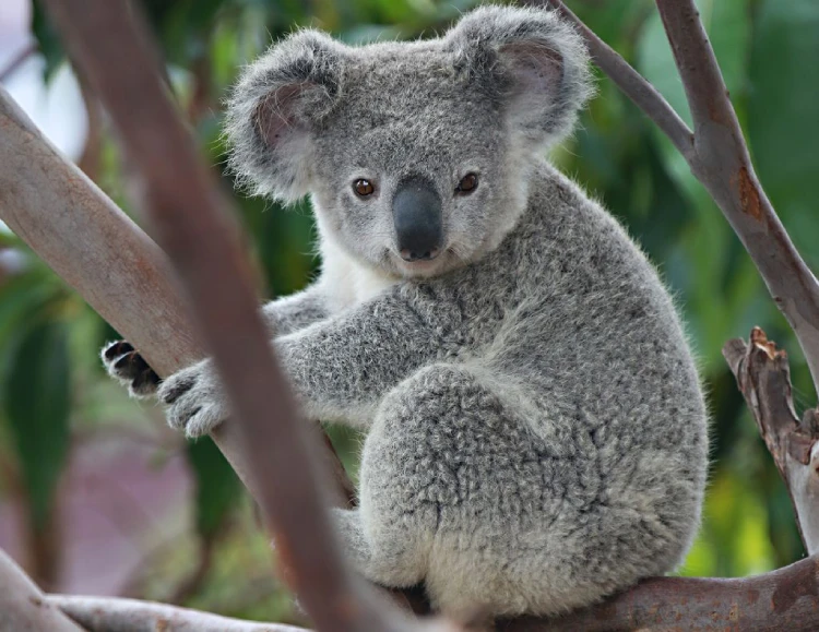 koala 3