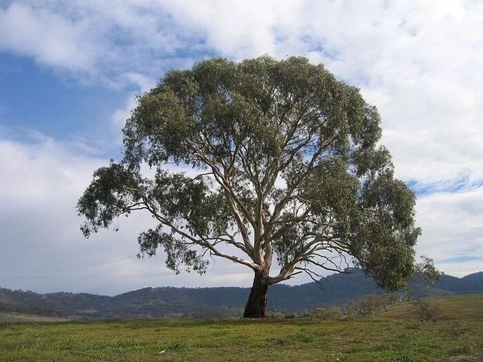 koala 4