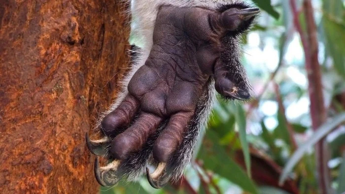 koala 6