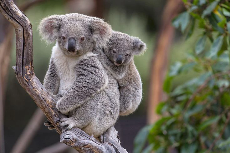 koala 7