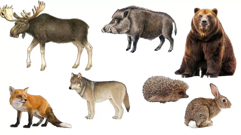 r1 1