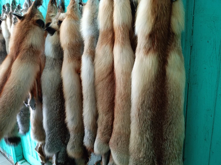 Лисьи шкуры